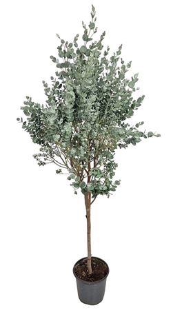 Eucalyptus Gunnii On Stem