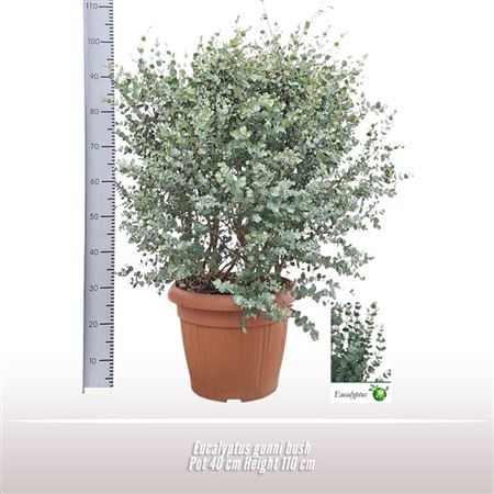 Eucalyptus Gunnii Bush