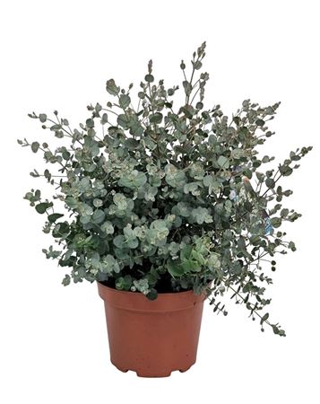 Eucalyptus Gunnii Bush