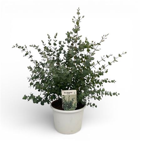 Eucalyptus Gunnii