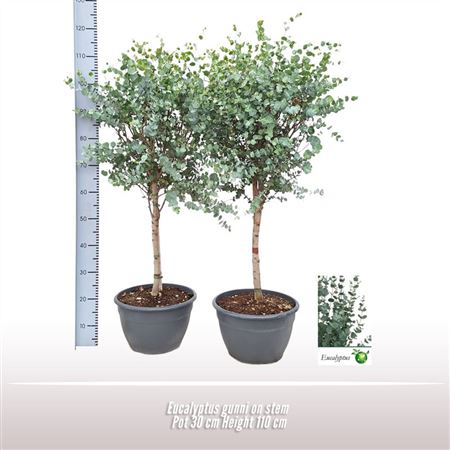 Eucalyptus Gunnii Bush