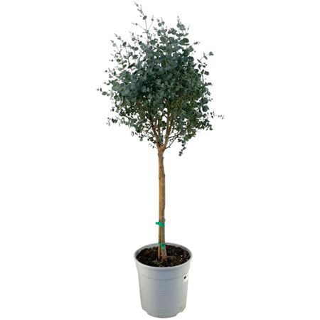 Eucalyptus Gunnii On Stem
