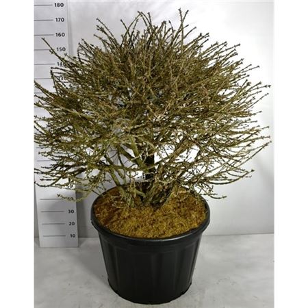 Euonymus Alatus