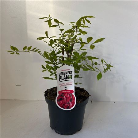 Euonymus Alatus