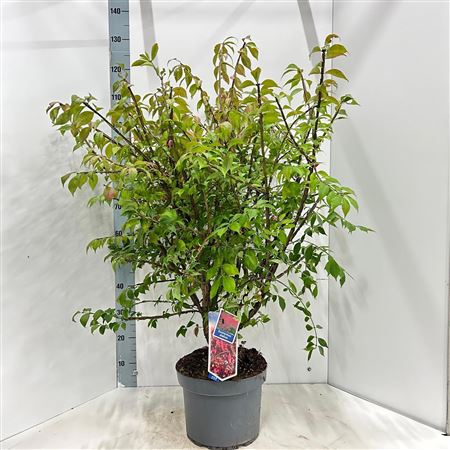 Euonymus Alatus