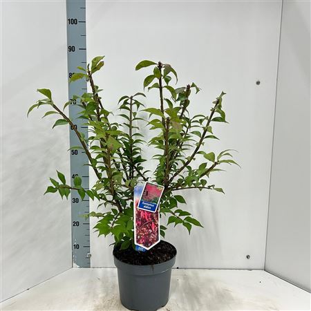 Euonymus Alatus