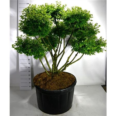 Euonymus Alat Compactus