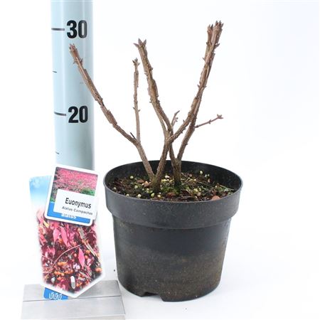 Euonymus Alatus Compactus