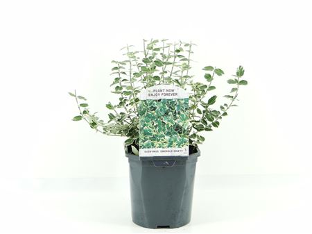 Euonymus Fort Emerald Gaiety