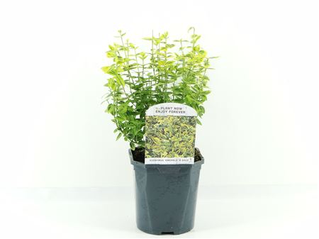 Euonymus Fort Emerald Gold