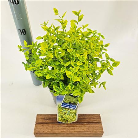 Euonymus Fort Emerald Gold