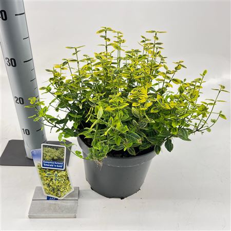 Euonymus Fort Emerald Gold