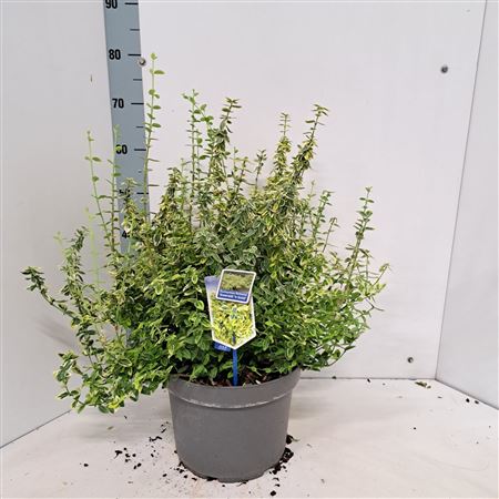 Бересклет Форт Изумруд и Голд