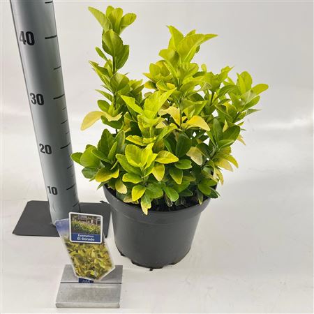 Euonymus Jap El-dorado