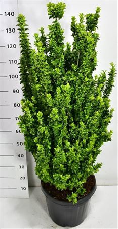 Euonymus Jap Benkomasaki