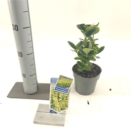 Euonymus Jap Aureomarginatus