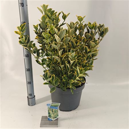 Euonymus Jap Aureomarginatus