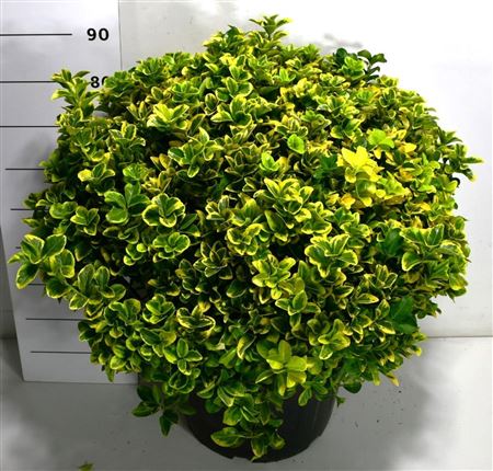 Euonymus Jap Aureus