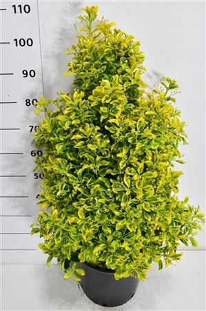 Euonymus Jap Aureus