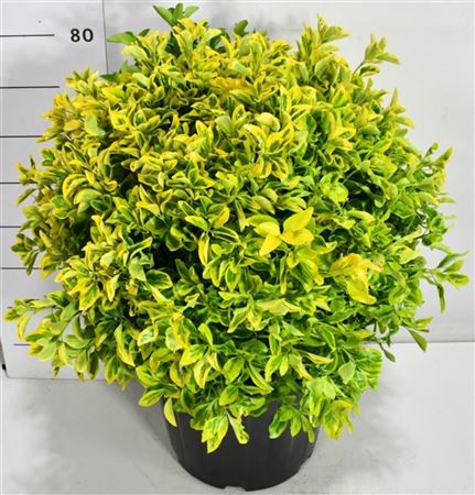 Euonymus Jap Aureus