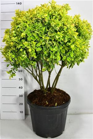 Euonymus Jap Aureus