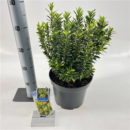 Euonymus Jap Micr Aureomariegatus