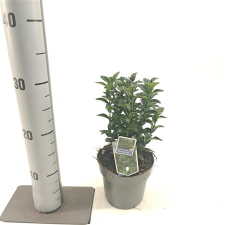 Euonymus Jap Microphyllus