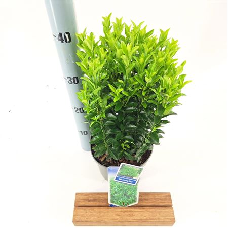 Euonymus Jap Microphyllus