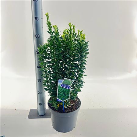 Euonymus Jap Microphyllus