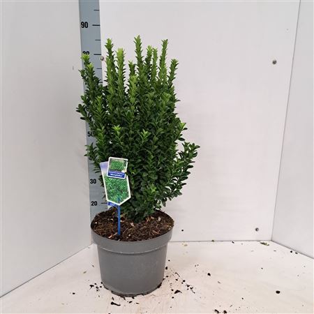 Euonymus Jap Microphyllus