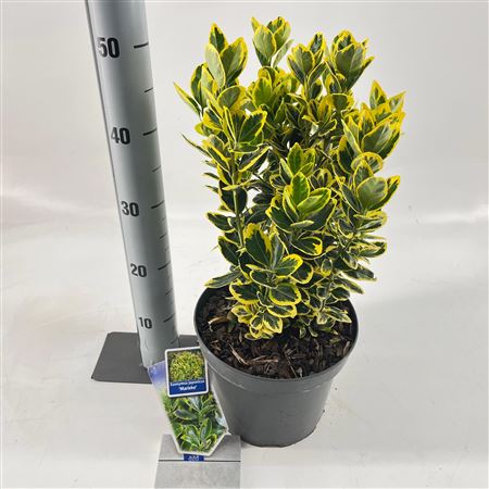 Euonymus Jap Marieke