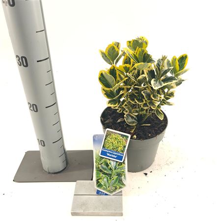 Euonymus Jap Marieke