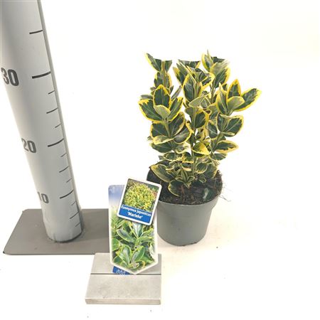 Euonymus Jap Marieke