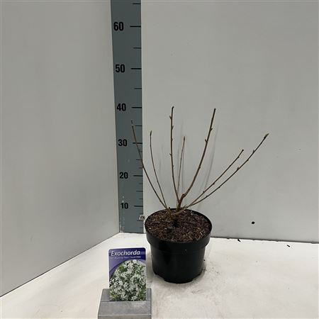 Exochorda Racemosa Blushing Pearl