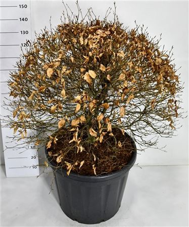 Fagus Sylvatica