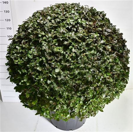Fagus Syl Atropunicea