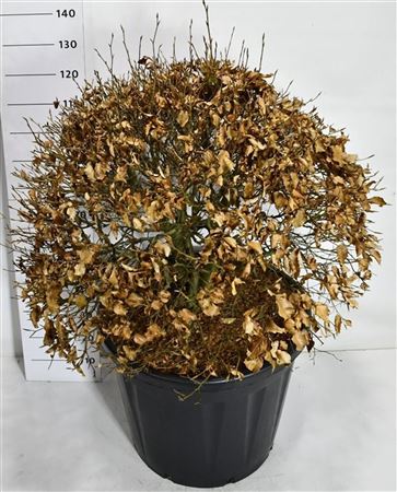 Fagus Syl Atropunicea