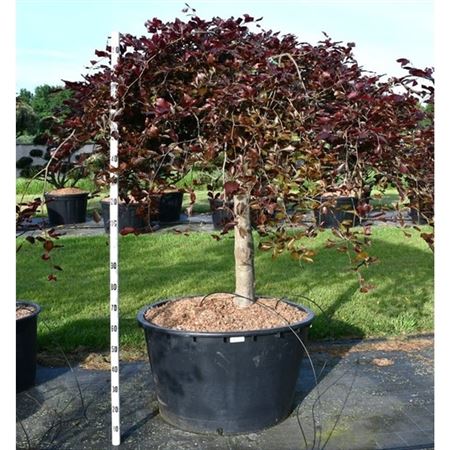 Fagus Sylv Purpurea Pendula On Stem