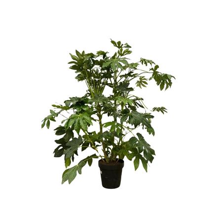 Fatsia Japonica
