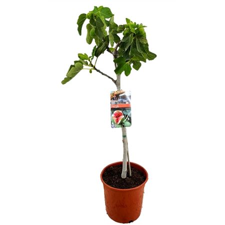 Ficus Carica On Stem