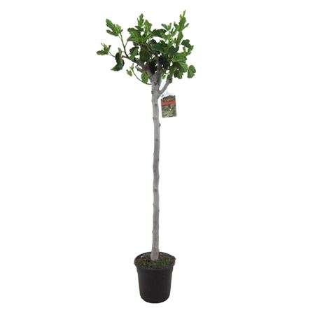 Ficus Carica