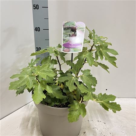 Ficus Carica Perretta