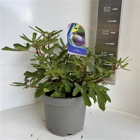 Ficus Carica Rouge De Bordeaux