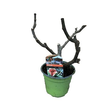 Ficus Carica