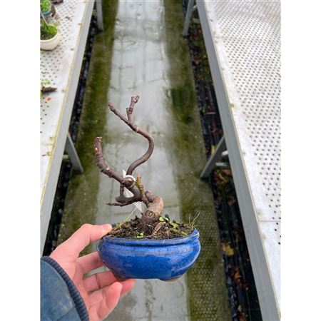 Bonsai Ficus Carica,