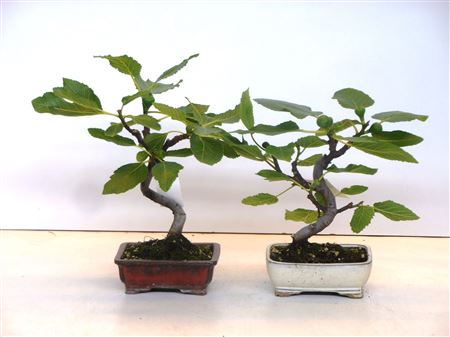Ficus Carica