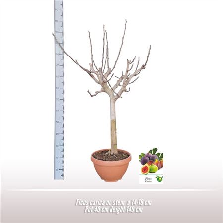 Ficus Carica On Stem