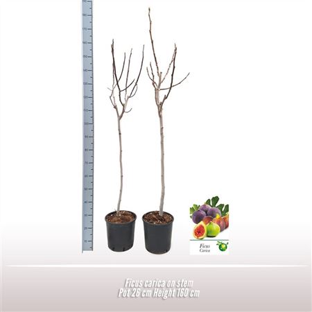 Ficus Carica On Stem