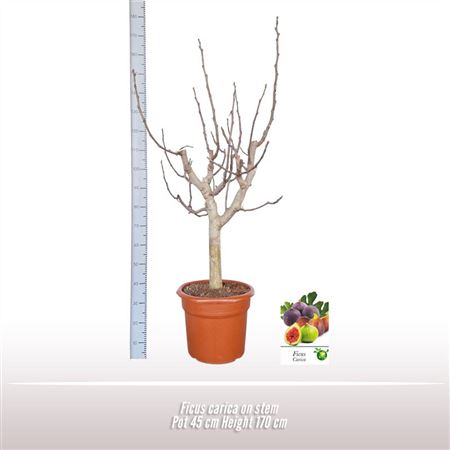 Ficus Carica On Stem