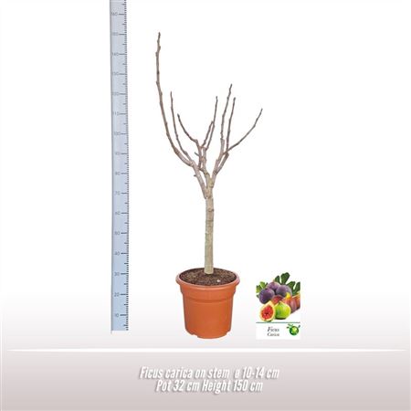 Ficus Carica On Stem